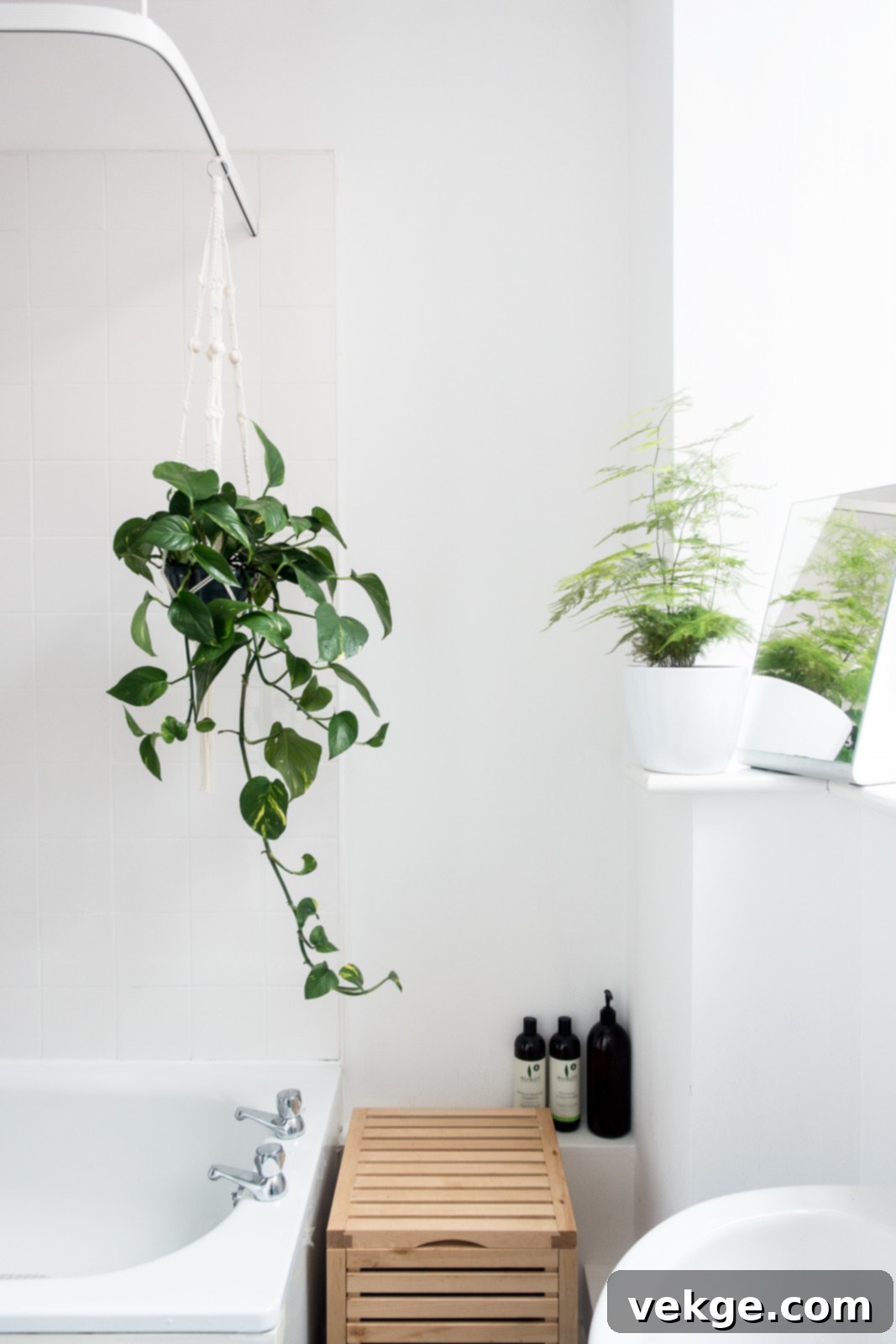 10 Plants in Bathroom