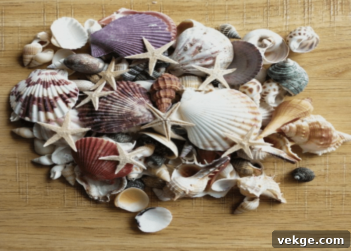 Seashells and Driftwood
