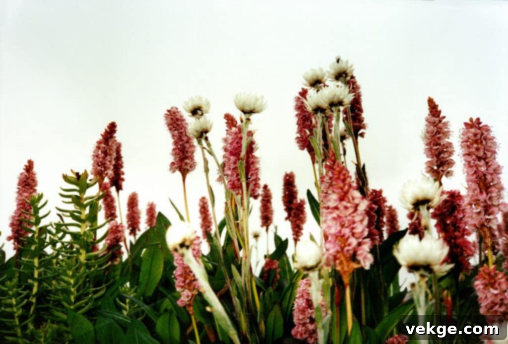 Selecting Plant Life for Harmony and Biodiversity
