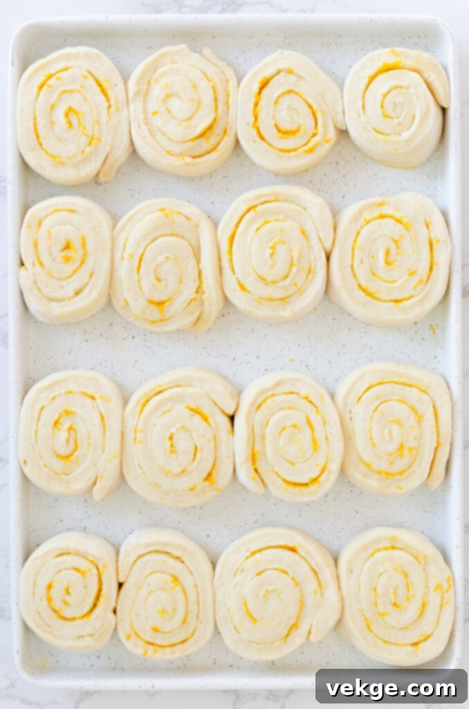 Sweet Orange Swirls 6 Sliced orange rolls arranged in a baking pan, ready for their second rise.