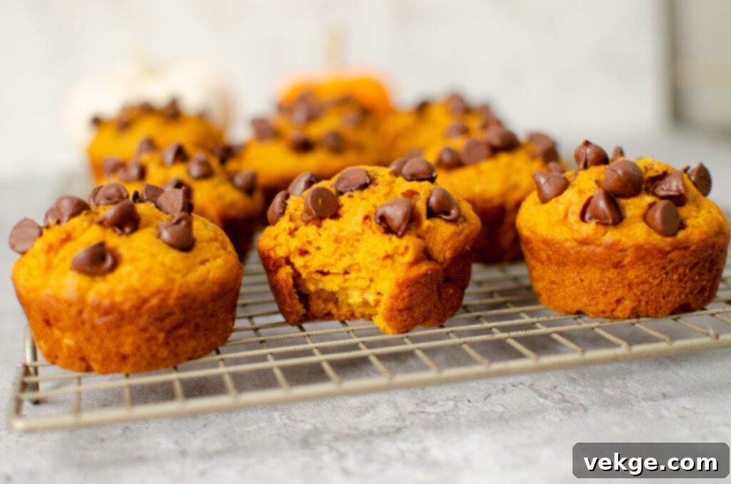 Muffin batter with chocolate chips, ready for baking.
