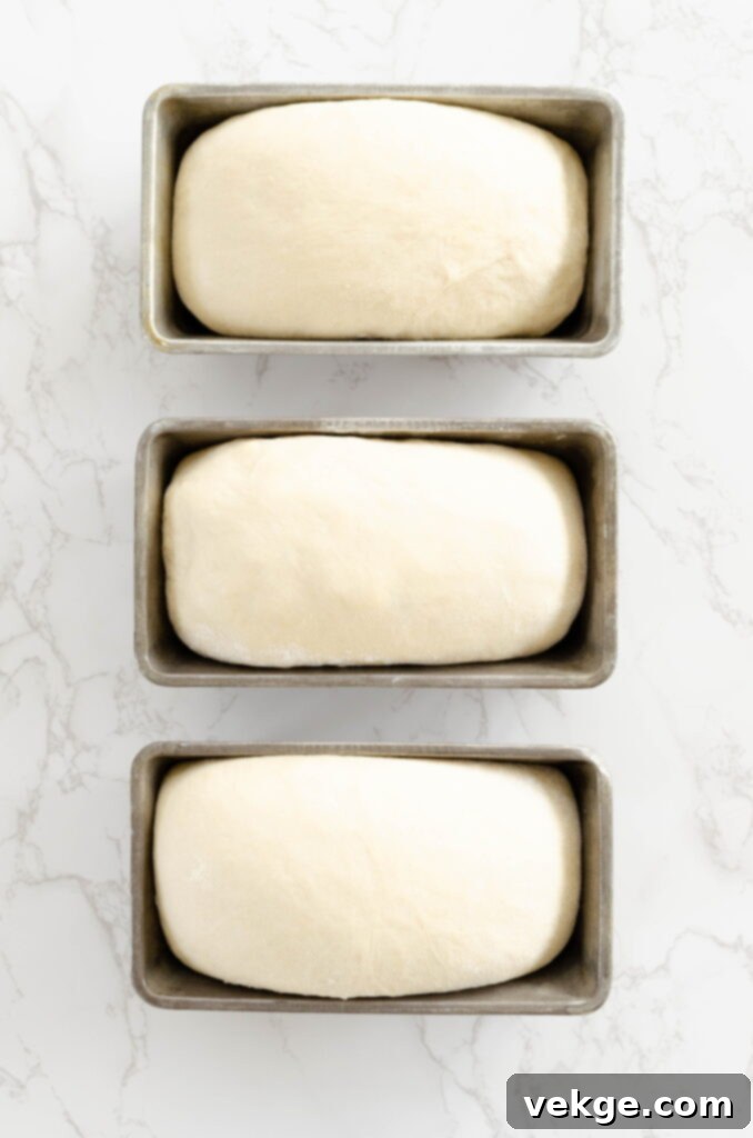 Timeless White Loaf 14 Dough being shaped into loaves