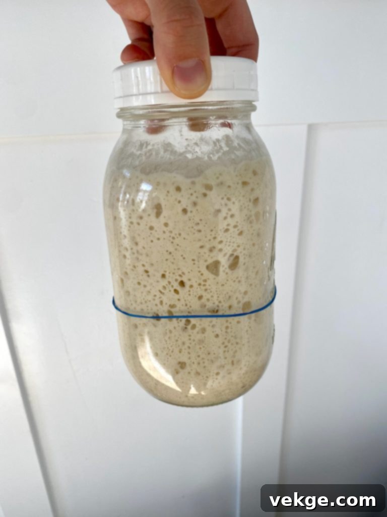 Artisan Sourdough Burger Buns 5 A jar of active sourdough starter, showing numerous bubbles and increased volume after feeding.