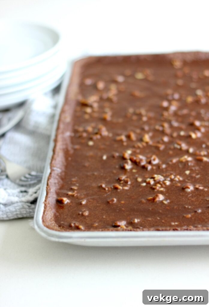 Classic Texas Sheet Cake 2 A large rectangular Texas Sheet Cake, rich brown and covered in frosting and chopped nuts.